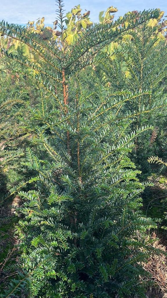 Taxus Baccata 80-100cm - Ideaal voor hagen!, Tuin en Terras, Planten | Bomen, Volle zon, Bloeit niet, Minder dan 100 cm, Overige soorten