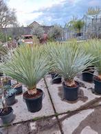 Yucca rostrata Winterharde yucca €150 per stuk, Vaste plant, Ophalen of Verzenden, Overige soorten, Bloeit niet