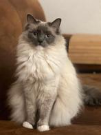 Ragdoll te koop, Dieren en Toebehoren, Katten en Kittens | Raskatten | Langhaar, Poes, Gechipt, 3 tot 5 jaar