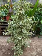 Ficus Benjamina Variegata - 1,5m, Huis en Inrichting, Ophalen