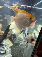 Mooie maanvissen te koop!, Vis