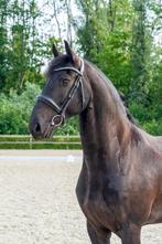 Stoere 5-jarige Friese ruin van Nane 492, Dieren en Toebehoren, Paarden, Gechipt, Ruin, Zadelmak, 3 tot 6 jaar