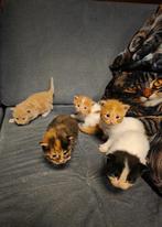 Maine coon kittens Met stamboom, Dieren en Toebehoren, Katten en Kittens | Raskatten | Langhaar, Meerdere dieren, Gechipt, 0 tot 2 jaar