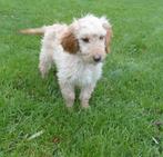 Laatste Golden/Cocker Doodle pups  !, Nederland, Overige rassen, CDV (hondenziekte), 8 tot 15 weken