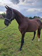 Waanzinnige lieve kwpn- ster merrie te koop!!, Merrie, Dressuurpaard, Gechipt, 11 jaar of ouder