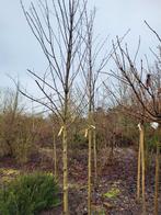 Magnolia Kobus. Boom, Tuin en Terras, Planten | Bomen, Ophalen, Lente, Volle zon, Overige soorten