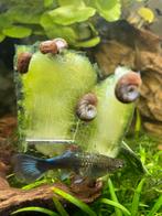 Posthoorn slakken gemengde kleuren 20 voor 5,-, Dieren en Toebehoren, Vissen | Aquariumvissen, Slak of Weekdier