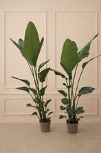Strelitzia Augusta 180cm - 200cm, Huis en Inrichting, Kamerplanten, Ophalen, In pot, Halfschaduw, 150 tot 200 cm