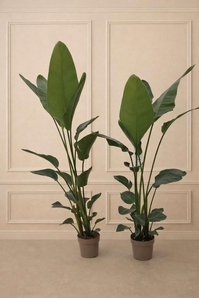 Strelitzia Augusta 180cm - 200cm, Huis en Inrichting, Kamerplanten, 150 tot 200 cm, Halfschaduw, In pot, Ophalen
