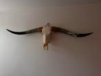 XL Longhorn schedel - Decoratief, Huis en Inrichting, Ophalen of Verzenden, Zo goed als nieuw