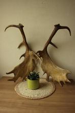 Taxidermie koppel geweistangen damhert, Verzamelen, Dierenverzamelingen, Ophalen of Verzenden, Gebruikt, Hert, Opgezet dier