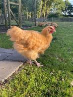 Orpington groot buff hanen, Dieren en Toebehoren, Pluimvee, Mannelijk, Kip