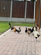 Goed huisje gezocht voor deze prachtige kippen!, Dieren en Toebehoren, Pluimvee