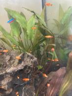 Baby platy’s | platy visjes | aquarium vissen, Vis, Zoetwatervis, Schoolvis