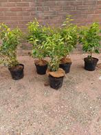 Prunus lusitanica angustifolia, Portugese Laurier, Ophalen, Laurier, Minder dan 100 cm
