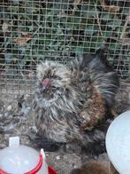 Usa zijdehoen haan, Dieren en Toebehoren, Pluimvee, Mannelijk, Kip