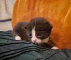 Kitten kruising, Dieren en Toebehoren, Katten en Kittens | Overige Katten, Kater