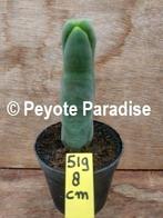 Unieke Penis Cactussen, de echte die je nooit meer vergeet !, Verzenden, Minder dan 100 cm, Volle zon, In pot