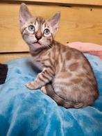 Bengaal kittens, Dieren en Toebehoren, Katten en Kittens | Raskatten | Korthaar, Meerdere dieren, Gechipt