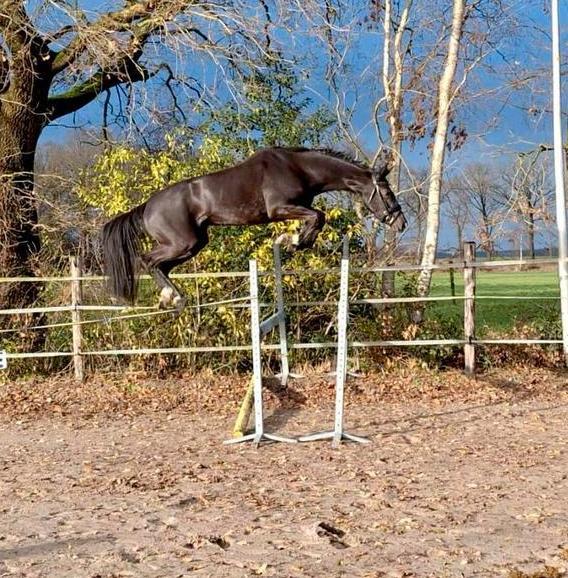 Poker de mariposa TN x Numero uno. Fokmerrie, Dieren en Toebehoren, Paarden, Merrie, B, 160 tot 165 cm, 3 tot 6 jaar, Springpaard