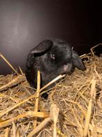 Minilop rammetje, mag gelijk verhuizen!, Mannelijk, Dwerg