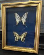 Vintage lijst met vlinders, Huis en Inrichting, Minder dan 50 cm, Gebruikt, Ophalen of Verzenden, Baambrugge