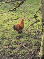 Cochin haantjes gratis af te halen, Dieren en Toebehoren, Pluimvee, Mannelijk, Kip