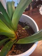 Grote kamerplant in witte pot, Ophalen, Overige soorten, Halfschaduw, In pot
