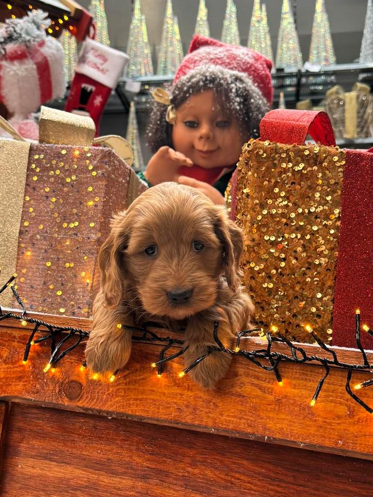 Cockapoo pups medium  doodle pups, Dieren en Toebehoren, Honden | Chihuahua's en Gezelschapshonden, Meerdere dieren, Overige rassen