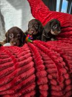 Dwerg teckel  ruwhaar  ( Choco /tan) dwergteckel pups, Dieren en Toebehoren, 8 tot 15 weken, Meerdere, Nederland, Fokker | Hobbymatig
