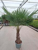 Trachycarpus fortunei – Winterharde palm 🌴, Ophalen, Overige soorten, Volle zon
