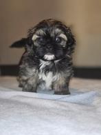 Hele mooie shih tzu pups., CDV (hondenziekte), 8 tot 15 weken, Meerdere, Nederland