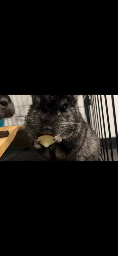 2 Chinchilla’s met kooi, Dieren en Toebehoren, Knaagdieren, Mannelijk, Chinchilla, Januari, Tam