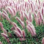 Pennisetum Red Head lampepoetsergras, Winter, Ophalen of Verzenden