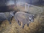 TE KOOP blauwe texelaar en dassenkop rammen, Mannelijk, Schaap