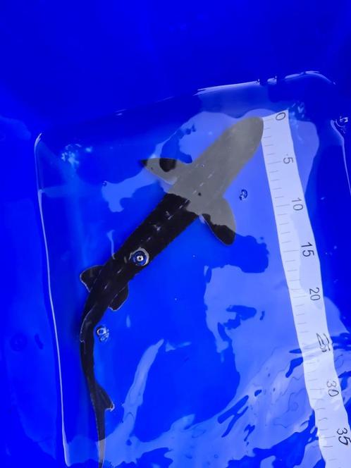 transmontanus steur 40-45 cm, Dieren en Toebehoren, Vissen | Vijvervissen, Karper of Koi