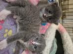 Blauwe rus,   nog 2 poesje beschikbaar, Dieren en Toebehoren, Katten en Kittens | Raskatten | Korthaar, Meerdere dieren, Ontwormd