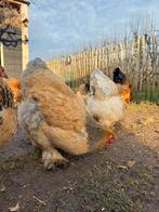 Te koop: Broedeieren Brahma Buff, Dieren en Toebehoren, Pluimvee, Geslacht onbekend, Kip