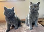 Prachtige grijze Britse korthaar katertjes, Dieren en Toebehoren, Katten en Kittens | Raskatten | Korthaar, 0 tot 2 jaar, Kater