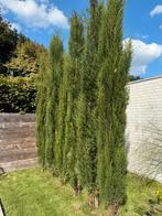 Cypres Cipres 3,8 tot 4m hoog 6 stuks, Ophalen, Bloeit niet, Volle zon, Overige soorten