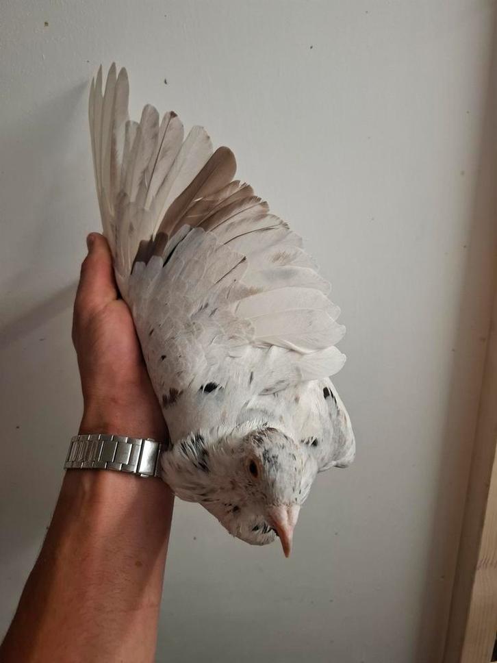 Koppel bruin zwartstipper kleurpostduiven, Dieren en Toebehoren, Vogels | Duiven, Postduif, Meerdere dieren