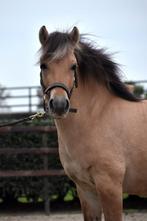 **KNAPPE & LIEVE 3.5 JARIGE FJORDEN RUIN**, Dieren en Toebehoren, Gechipt, Ruin, 3 tot 6 jaar, Onbeleerd