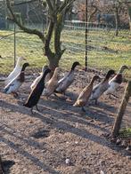 10 Loopeenden vleeseenden te koop, Dieren en Toebehoren, Pluimvee, Mannelijk, Eend