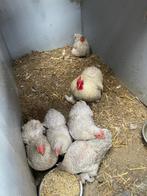 Cochin kriel toom parelgrijs koekoek., Meerdere dieren, Kip
