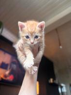 Twee kittens kater beschikbaar rood oranje, Dieren en Toebehoren, Katten en Kittens | Overige Katten, Kater