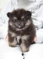 dwergkees/pomeriaan pups met Nederlandse FCI stamboom, 8 tot 15 weken, Meerdere, Meerdere dieren, Nederland