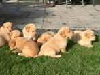 Nova scotia x Redfox labrador, Dieren en Toebehoren, Nederland, 8 tot 15 weken, Labrador retriever, CDV (hondenziekte)