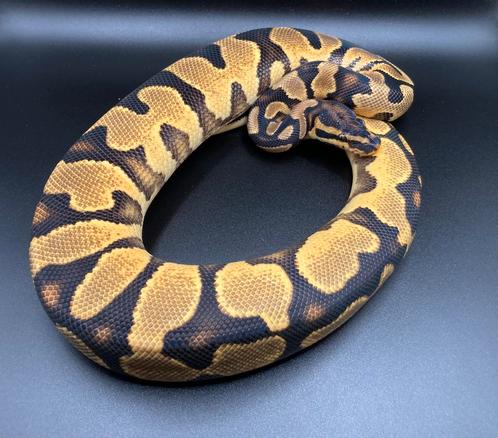 1.0 Orange Dream het pied ball python regius te koop, Dieren en Toebehoren, Reptielen en Amfibieën, Slang, 0 tot 2 jaar, Tam