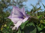 Doornappel (Datura stramonium) zaden paarse bloemen, Ophalen of Verzenden, Voorjaar, Volle zon, Zaad