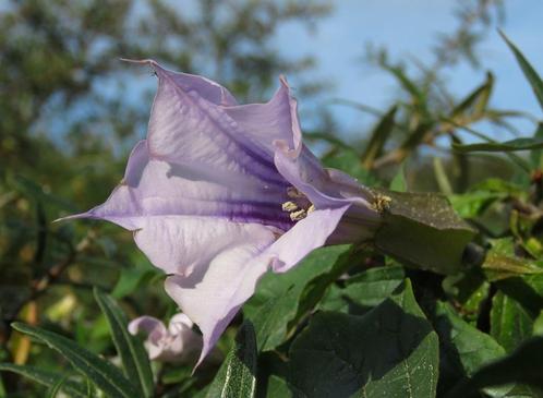 Doornappel (Datura stramonium) zaden paarse bloemen, Tuin en Terras, Bloembollen en Zaden, Zaad, Voorjaar, Volle zon, Ophalen of Verzenden